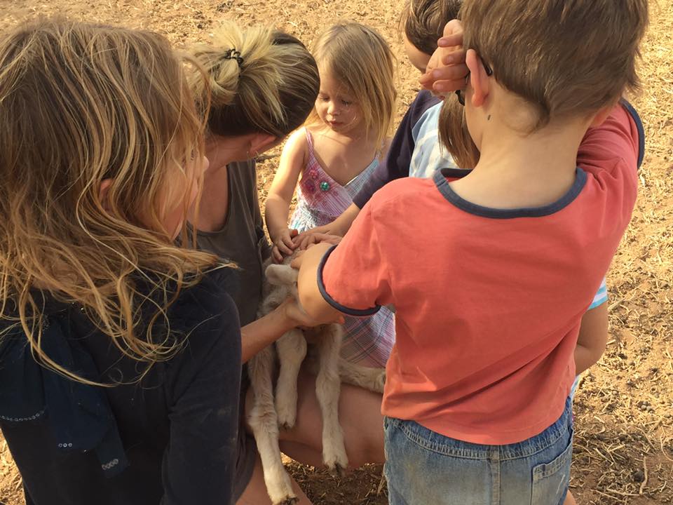Finding an abandoned lamb on the farm