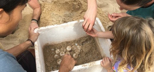 Allegra and I transferring turtle eggs to the hatchery