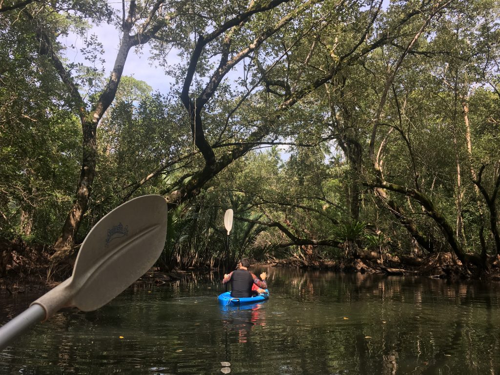 Kayaking down the mangrove forest from Riverview Chalets