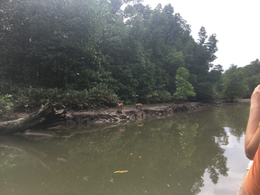 Some wild dingoes we spotted on our Langkawi Mangrove Tour. 